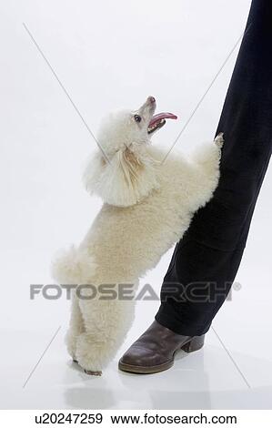 Stock Photo - Standard poodle standing against leg of person. Fotosearch