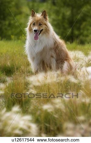 Tan And White Long Haired Mixed Breed Dog Seated In Foxtails