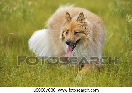 Tan And White Long Haired Mixed Breed Dog Stalking Alberta