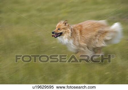 Tan And White Long Haired Mixed Breed Dog Running Alberta Canada