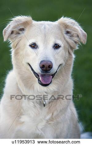 Stock Image - Tan coloured mixed breed dog, Canada, Alberta. Fotosearch