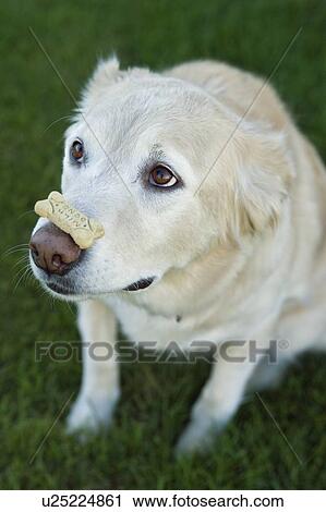Tan coloured mixed breed dog cowering, Canada, Alberta View Large Photo Image Stock Image - Tan coloured mixed breed dog cowering, Canada, Alberta. Fotosearch