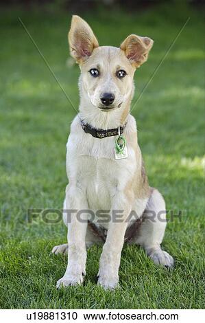 Tan coloured mixed breed dog seated on grass, Canada, Alberta View Large Photo Image Stock Image - Tan coloured mixed breed dog seated on grass, Canada, Alberta. Fotosearch