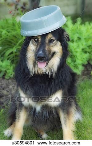 Tan, white and black mixed breed dog balances food dish on its head, Canada, Alberta View Large Photo Image Stock Image - Tan, white and black mixed breed dog balances food dish on its head, Canada, Alberta. Fotosearch