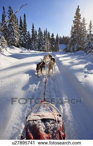 View of Dog Sled in action, Marsoui, Gaspesie, Quebec View Large Photo Image Stock Image - View of Dog Sled in action, Marsoui, Gaspesie, Quebec. Fotosearch