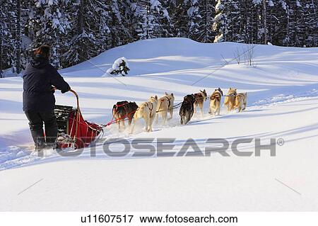 View of Dog Sled in action, Marsoui, Gaspesie, Quebec View Large Photo Image Stock Photo - View of Dog Sled in action, Marsoui, Gaspesie, Quebec. Fotosearch