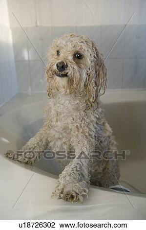 Stock Image - Wet white Mixed Breed Dog in bathtub, Canada, Alberta. Fotosearch