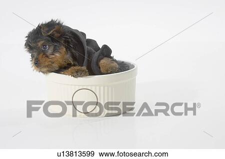 Stock Photo - Yorkshire Terrier dog wearing a black hooded sweatshirt sitting in a bowl. Fotosearch