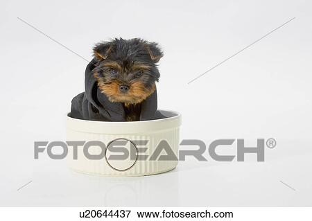Yorkshire Terrier dog wearing a black hooded sweatshirt sitting in a bowl View Large Photo Image Stock Photo - Yorkshire Terrier dog wearing a black hooded sweatshirt sitting in a bowl. Fotosearch