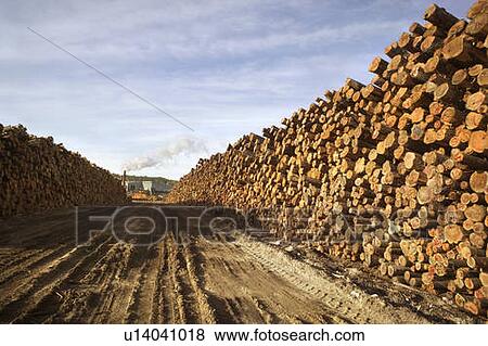 Stock Photo - Cut logs in a lumber mill, Ontario, Canada. Fotosearch