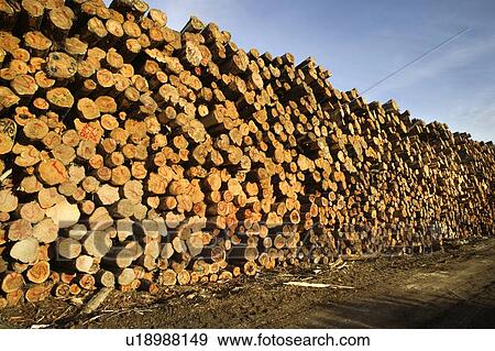 Stock Photo - Cut logs in a lumber mill, Ontario, Canada. Fotosearch