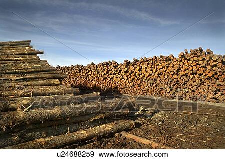 Stock Photo - Cut logs in a lumber mill, Ontario, Canada. Fotosearch