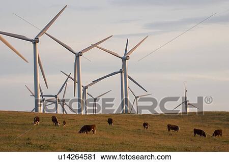 Stock Image - Windmills used to generate electrical power at Cowley Ridge in southern Alberta, Canada. Fotosearch