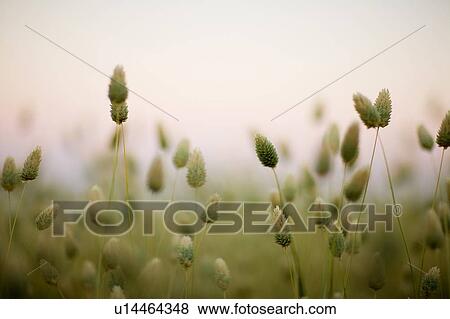 Stock Photo - Close-up of canary seed plants in field, Saskatchewan, Canada. Fotosearch