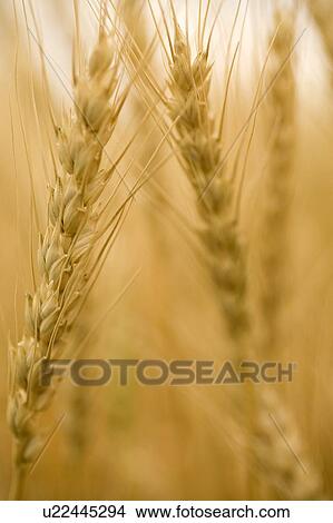 Close-up of heads of wheat, Saskatchewan, Canada View Large Photo Image Picture - Close-up of heads of wheat, Saskatchewan, Canada. Fotosearch