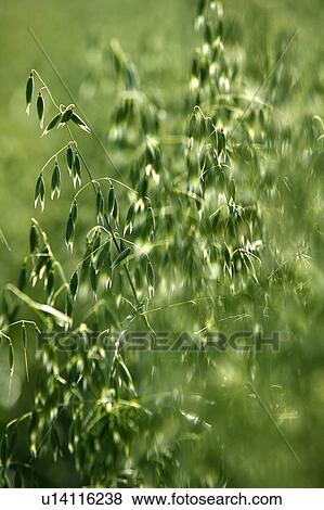 Close-up of oats, Saskatchewan, Canada View Large Photo Image Stock Photo - Close-up of oats, Saskatchewan, Canada. Fotosearch