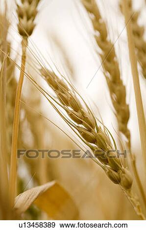 Stock Photo - Close-up of wheat, Saskatchewan, Canada. Fotosearch