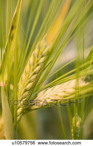Close-up of wheat, Saskatchewan, Canada View Large Photo Image Stock Photograph - Close-up of wheat, Saskatchewan, Canada. Fotosearch