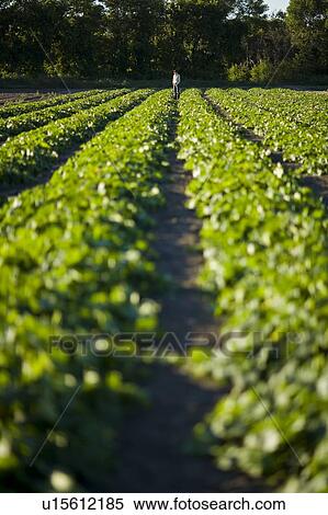 Stock Photography - Distant farmer in rows of cucumbers, Lumsden, Saskatchewan, Canada. Fotosearch