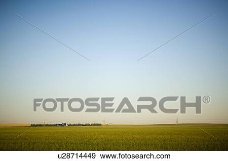 Distant farmyard surrounded by fields of grain at sunset, Saskatchewan, Canada View Large Photo Image Stock Photo - Distant farmyard surrounded by fields of grain at sunset, Saskatchewan, Canada. Fotosearch