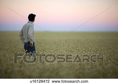 Farmer at sunset looking over field of canary seed, Saskatchewan, Canada View Large Photo Image Stock Image - Farmer at sunset looking over field of canary seed, Saskatchewan, Canada. Fotosearch