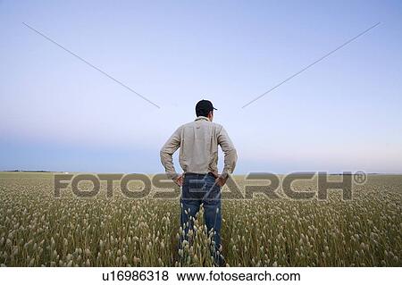 Stock Photo - Farmer at sunset looking over field of canary seed, Saskatchewan, Canada. Fotosearch