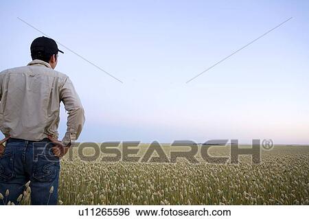 Stock Photograph - Farmer at sunset looking over field of canary seed, Saskatchewan, Canada. Fotosearch