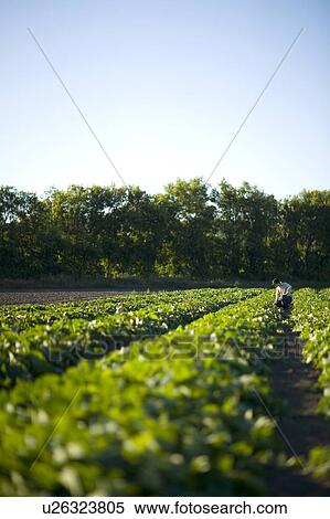 Farmer kneels in rows of cucumbers, Lumsden, Saskatchewan, Canada View Large Photo Image Stock Photography - Farmer kneels in rows of cucumbers, Lumsden, Saskatchewan, Canada. Fotosearch