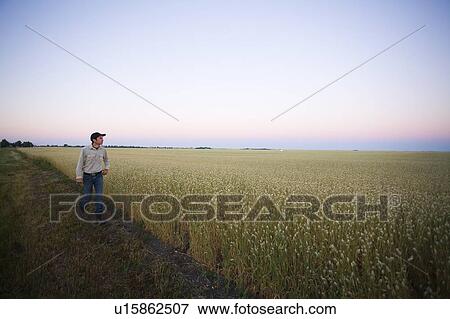 Stock Photo - Farmer walking along edge of canary seed field, Saskatchewan, Canada. Fotosearch