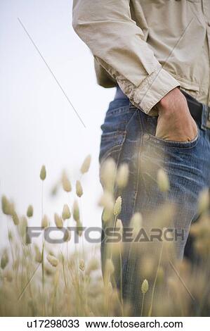 Stock Image - Farmer's hand in pocket of jeans, canary seed crop, Saskatchewan, Canada. Fotosearch