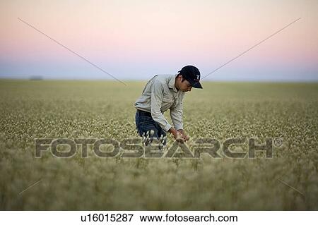 Farmers reaches down to touch seed head of canary seed, Saskatchewan, Canada View Large Photo Image Stock Photo - Farmers reaches down to touch seed head of canary seed, Saskatchewan, Canada. Fotosearch
