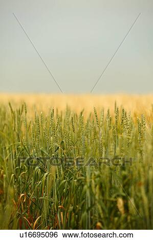Stock Photograph - Field of barley, Saskatchewan, Canada. Fotosearch