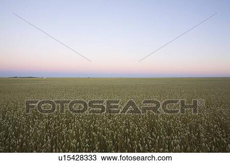 Stock Image - Field of canary seed at sunset, Saskatchewan, Canada. Fotosearch