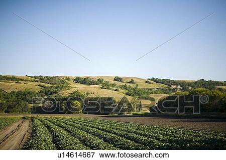 Field of cucumbers, Lumsden, Saskatchewan, Canada View Large Photo Image Stock Photo - Field of cucumbers, Lumsden, Saskatchewan, Canada. Fotosearch