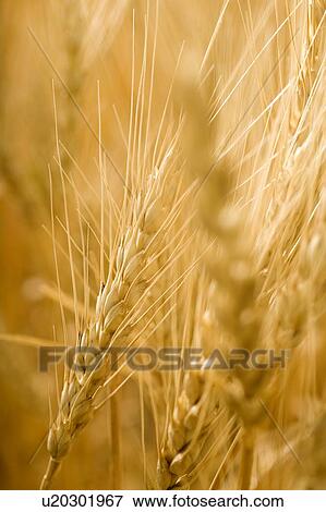 Stock Photo - Full frame of heads of wheat, Saskatchewan, Canada. Fotosearch