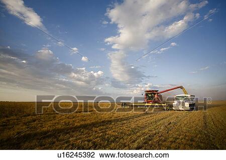 Lentils unloading from combine to grain truck, Saskatchewan, Canada View Large Photo Image Stock Image - Lentils unloading from combine to grain truck, Saskatchewan, Canada. Fotosearch