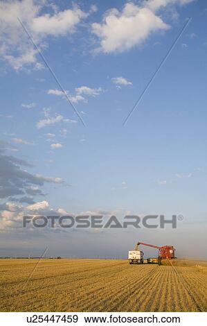 Lentils unloading from combine to grain truck, Saskatchewan, Canada View Large Photo Image Stock Photo - Lentils unloading from combine to grain truck, Saskatchewan, Canada. Fotosearch