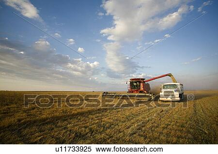Stock Photography - Lentils unloading from combine to grain truck, Saskatchewan, Canada. Fotosearch