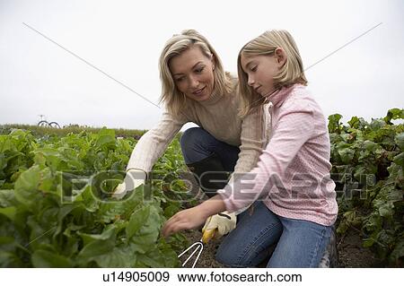 Stock Photo - Mother and daughter looking at plants in organic garden, Ladner, British Columbia, Canada.. Fotosearch