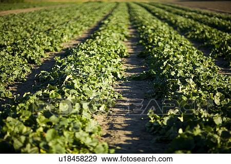 Rows of cucumbers, Lumsden, Saskatchewan, Canada View Large Photo Image Stock Photo - Rows of cucumbers, Lumsden, Saskatchewan, Canada. Fotosearch