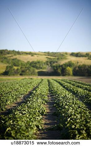 Rows of cucumbers, Lumsden, Saskatchewan, Canada View Large Photo Image Stock Photography - Rows of cucumbers, Lumsden, Saskatchewan, Canada. Fotosearch