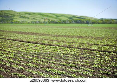 Rows of young lettuce, Lumsden, Saskatchewan, Canada View Large Photo Image Stock Image - Rows of young lettuce, Lumsden, Saskatchewan, Canada. Fotosearch