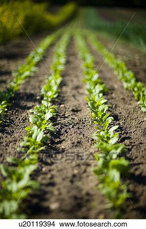 Picture - Rows of young spinach, Lumsden, Saskatchewan, Canada. Fotosearch