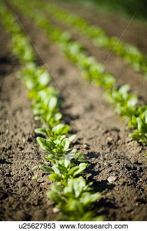 Rows of young spinach, Lumsden, Saskatchewan, Canada View Large Photo Image Stock Image - Rows of young spinach, Lumsden, Saskatchewan, Canada. Fotosearch