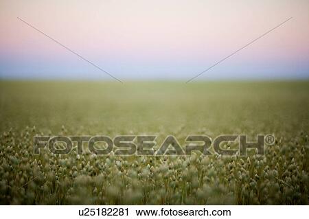 Stock Image - Selective focus of plants in field of canary seed, Saskatchewan, Canada. Fotosearch
