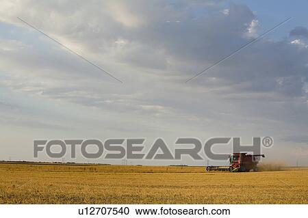 Straight combining lentils, Saskatchewan, Canada. High protein, drought-resistant lentils extract nitrogen from the air, thus reducing the need for fertilizers. View Large Photo Image Stock Image - Straight combining lentils, Saskatchewan, Canada. High protein, drought-resistant lentils extract nitrogen from the air, thus reducing the need for fertilizers.. Fotosearch