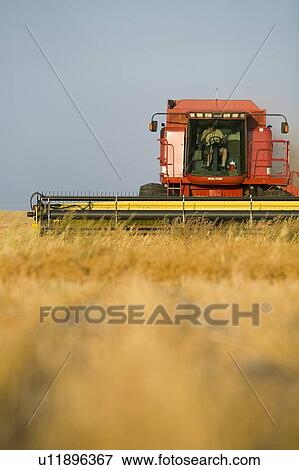 Straight combining lentils, Saskatchewan, Canada. High protein, drought-resistant lentils extract nitrogen from the air, thus reducing the need for fertilizers. View Large Photo Image Stock Photo - Straight combining lentils, Saskatchewan, Canada. High protein, drought-resistant lentils extract nitrogen from the air, thus reducing the need for fertilizers.. Fotosearch