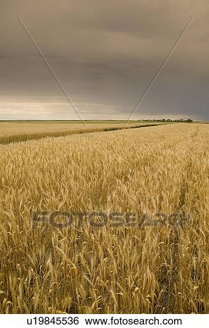 Wheat ready for swathing, Regina, Saskatchewan, Canada View Large Photo Image Stock Photograph - Wheat ready for swathing, Regina, Saskatchewan, Canada. Fotosearch
