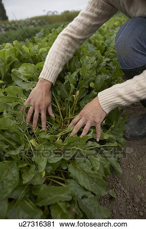 Woman looking at plants in organic garden, Ladner, British Columbia View Large Photo Image Stock Image - Woman looking at plants in organic garden, Ladner, British Columbia. Fotosearch