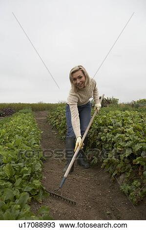 Woman using a rake in organic garden, Ladner, British Columbia, Canada View Large Photo Image Stock Image - Woman using a rake in organic garden, Ladner, British Columbia, Canada. Fotosearch